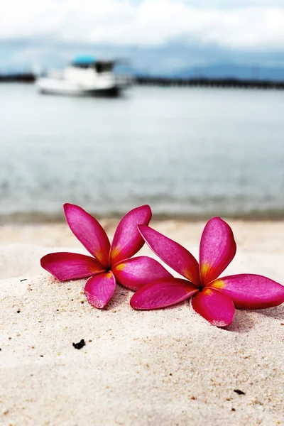 Frangipani fleur - fleurs roses jaunes sur le sable — Photo