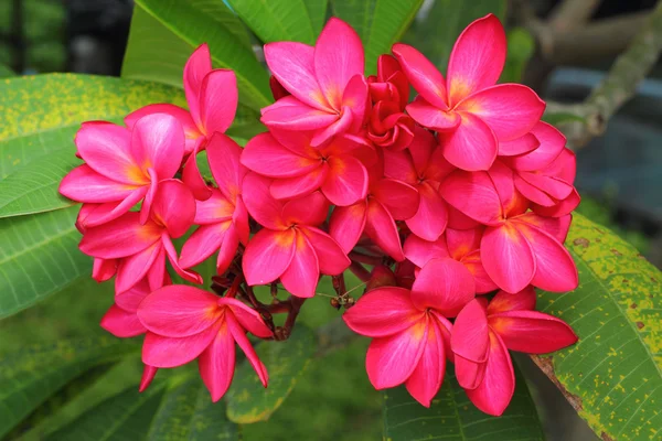 Flor Frangipani - flores cor de rosa na natureza . — Fotografia de Stock