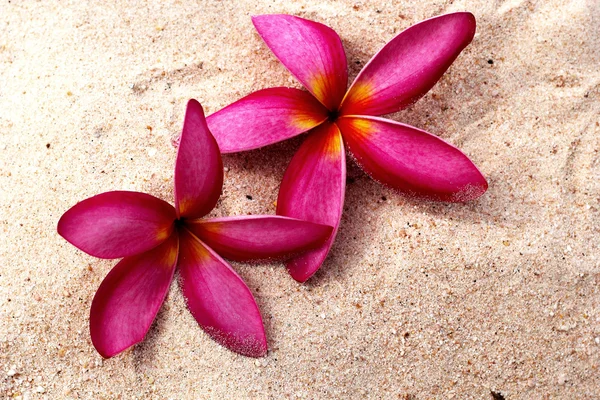 Flor Frangipani - flores rosadas en la arena — Foto de Stock