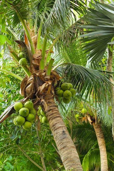 Čerstvý kokos na stromě — Stock fotografie