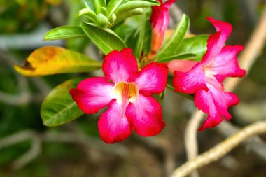 açelya çiçek - pembe çiçekler doğada