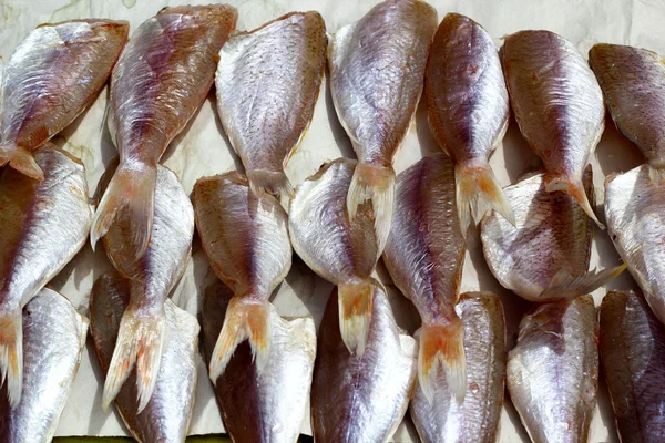 Dried fish in the market. — Stock Photo, Image