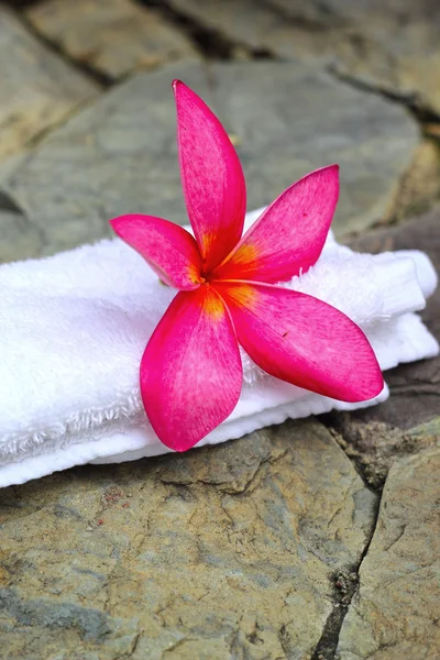 Flores de Frangipani - flores rosadas y una toalla blanca . — Foto de Stock