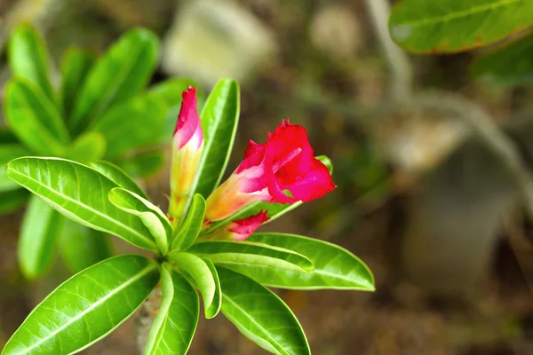 Azalea květiny - růžové květy v přírodě — Stock fotografie