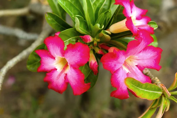 Fiori di azalea - fiori rosa in natura — Foto Stock