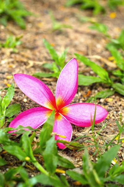 Frangipani цветок - розовые цветы в природе . — стоковое фото