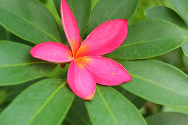 Doğada Frangipani çiçek - pembe çiçekler. — Stok fotoğraf