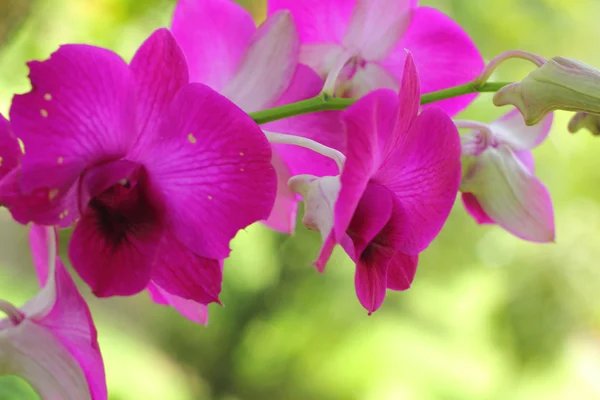 Orchidej růžová - růžové květy v přírodě — Stock fotografie