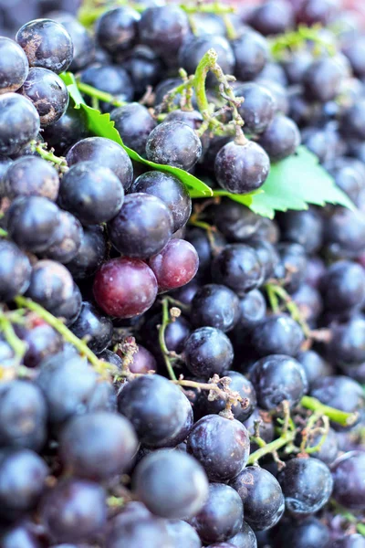 Owoce winogron w przyrodzie z zielonej liście - tło. — Zdjęcie stockowe