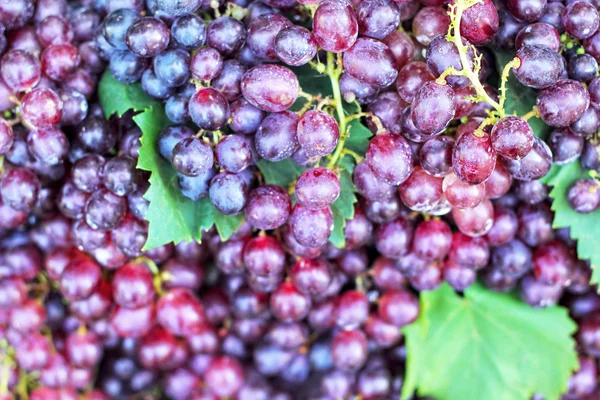 Fruit druif in de natuur met groene bladeren - achtergrond. — Stockfoto