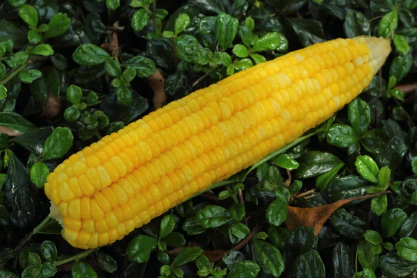 Kukuřice. — Stock fotografie