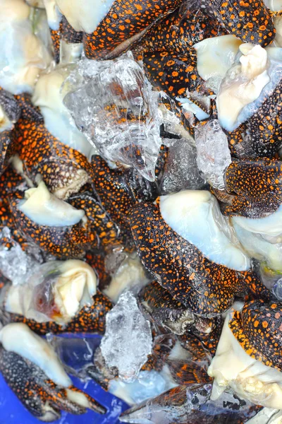 Färska skaldjur på marknaden. — Stockfoto