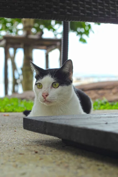 Gato mirando . — Foto de Stock