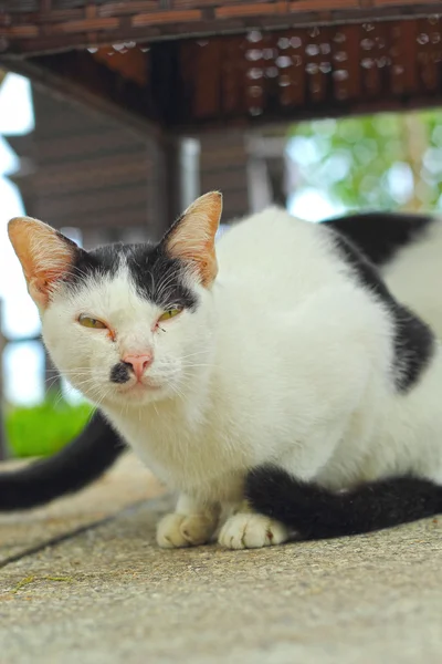 A macska látszó. — Stock Fotó