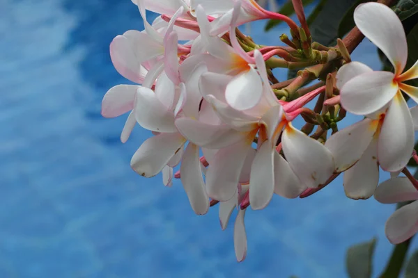 Doğada Frangipani çiçek - beyaz çiçekler. — Stok fotoğraf