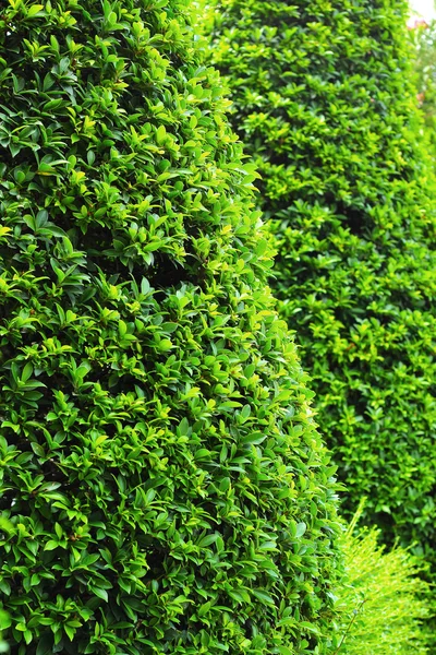 Zielone liście w ogrodzie — Zdjęcie stockowe