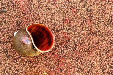 Kırmızı çimento zemin döşeme salyangoz kabukları.