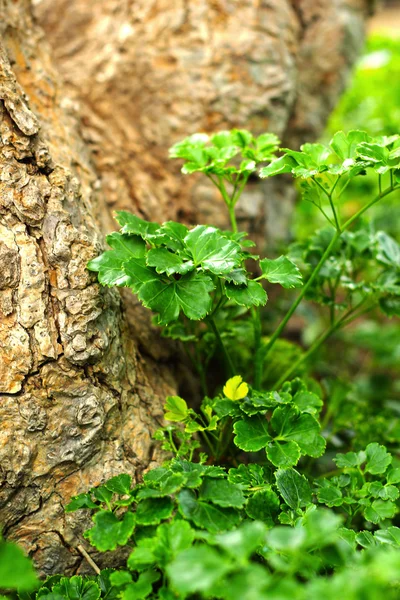 Foglie verdi in giardino — Foto Stock