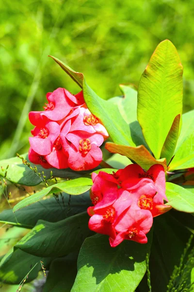 Bloemen poi sian - rode bloemen. — Stockfoto