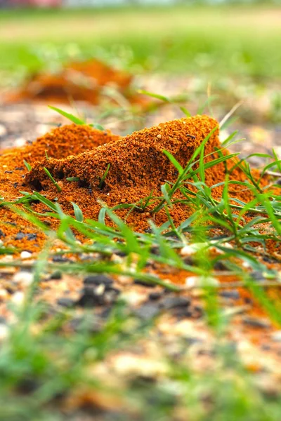 Nido de hormigas con hierba verde . — Foto de Stock