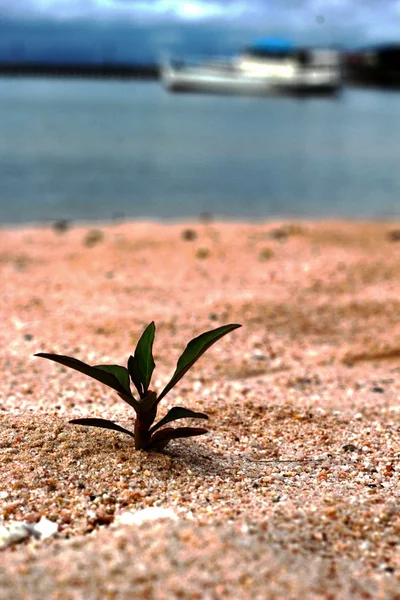 Grüne Bäume Neugeburt auf dem Land, das der Sand. — Stockfoto