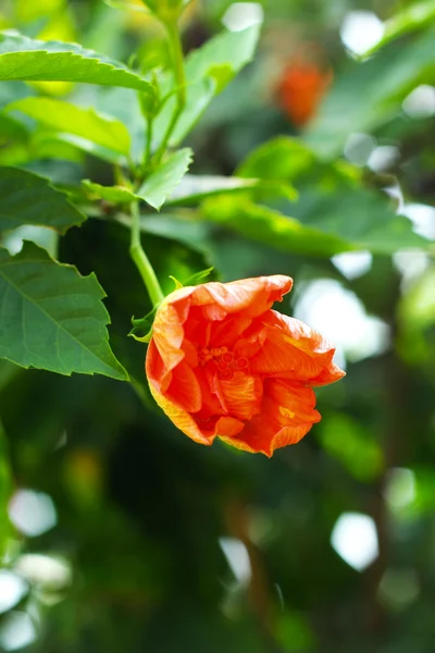 Orange blommor i naturen — Stockfoto