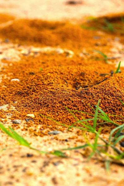 Ants nest with green grass. — Stock Photo, Image