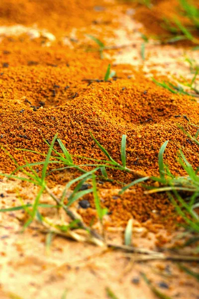 Mieren nest met groen gras. — Stockfoto