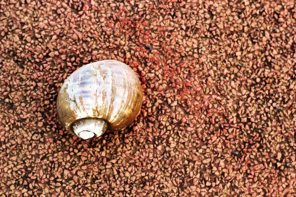 Conchiglie di lumaca posa sul pavimento di cemento rosso . — Foto Stock