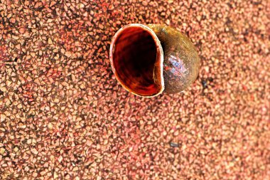 Kırmızı çimento zemin döşeme salyangoz kabukları.