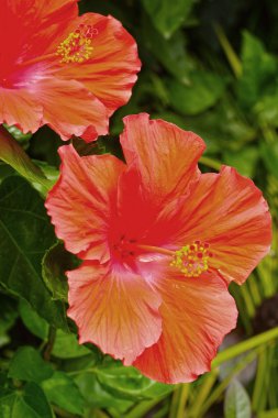 doğal Hibiscus çiçek - portakal çiçeği