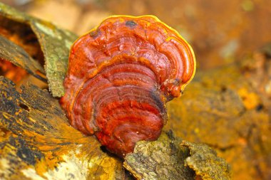 Ganoderma Lucidium - ling zhi mantar.