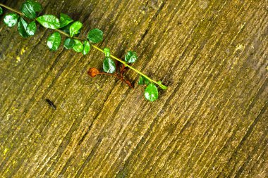 kayanın üzerinde yeşil ağaç.