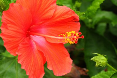 doğal Hibiscus çiçek - portakal çiçeği