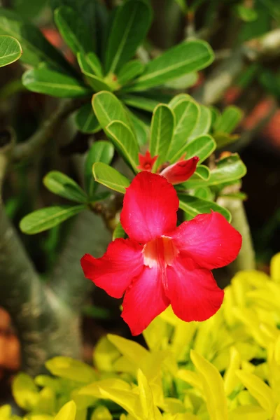 Desert Rose-Impala Lily- Mock Azalea — Stock Photo, Image