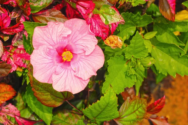 Las flores del hibisco - la flor rosada en la naturaleza — Foto de Stock