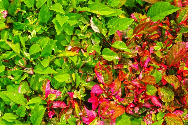 Rózsaszín levelek, zöld levelek - természetes. — Stock Fotó