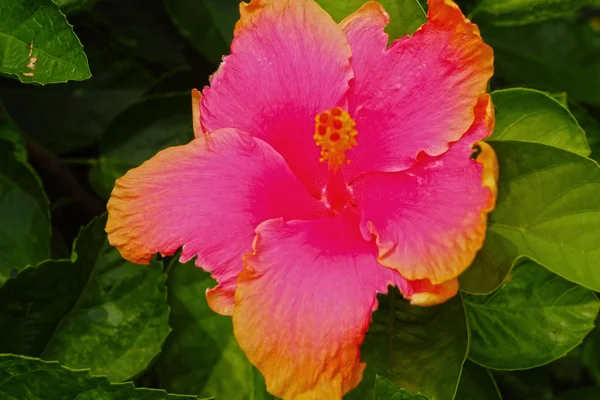 Hibiscus flowers - pink flower in the nature — Stock Photo, Image