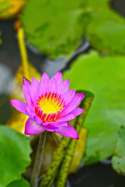 Fiore di loto - fiore viola nella natura — Foto Stock