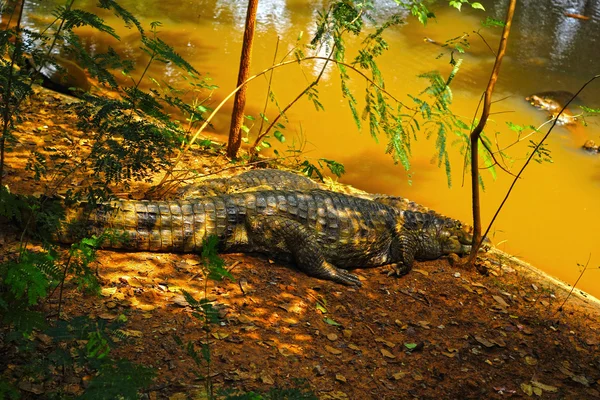 Um grande crocodilo deitado no chão . — Fotografia de Stock