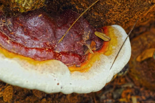 Ganoderma Lucidum - Cogumelo Ling Zhi . — Fotografia de Stock