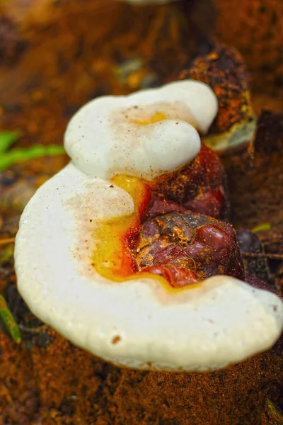 Ganoderma lucidum - ling zhi grzyb. — Zdjęcie stockowe