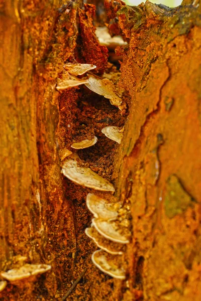 Ganoderma lucidum - ling zhi Pilz. — Stockfoto
