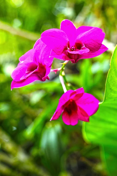 Flor de orquídea rosa na natureza — Fotografia de Stock