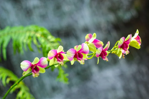 Růžová orchidej květ v přírodě — Stock fotografie