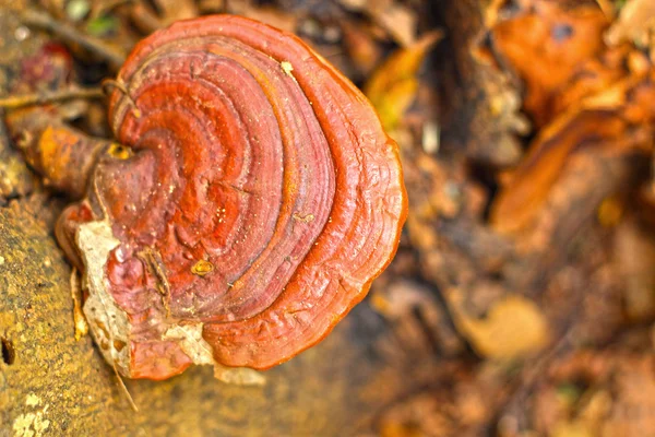 Ganoderma Lucidium - ling zhi mantar.