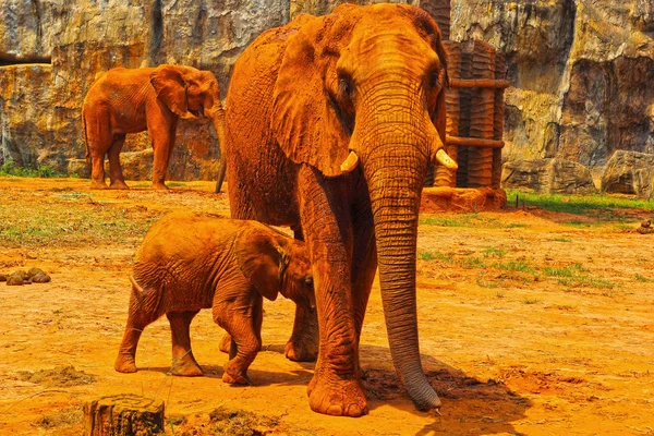 Éléphant. Mère avec bébé éléphants marchant à l'extérieur . — Photo