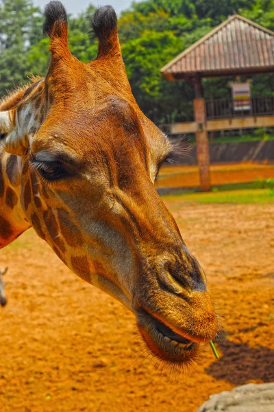 Girafe au zoo - Tête de girafe . — Photo