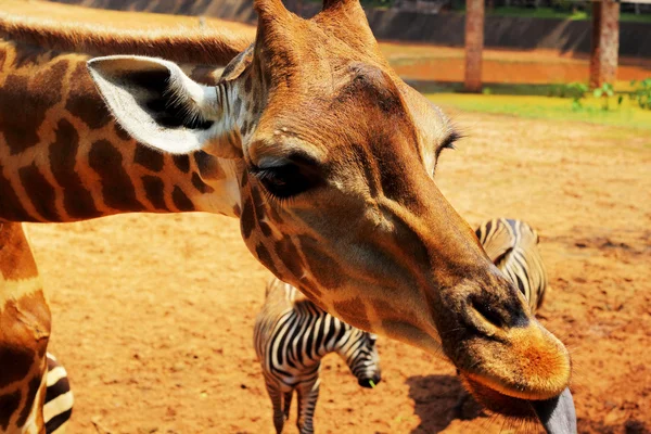 Jirafa en el Zoológico - Cabeza de jirafa . —  Fotos de Stock