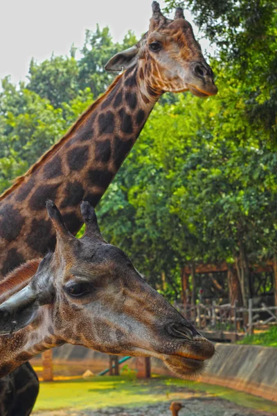 Giraffe in de dierentuin - giraffe hoofd. — Stockfoto